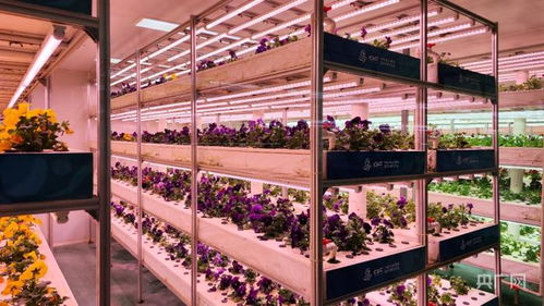 山東壽光菜博會(huì) 探秘新奇蔬菜與智慧肥料的綠色盛宴