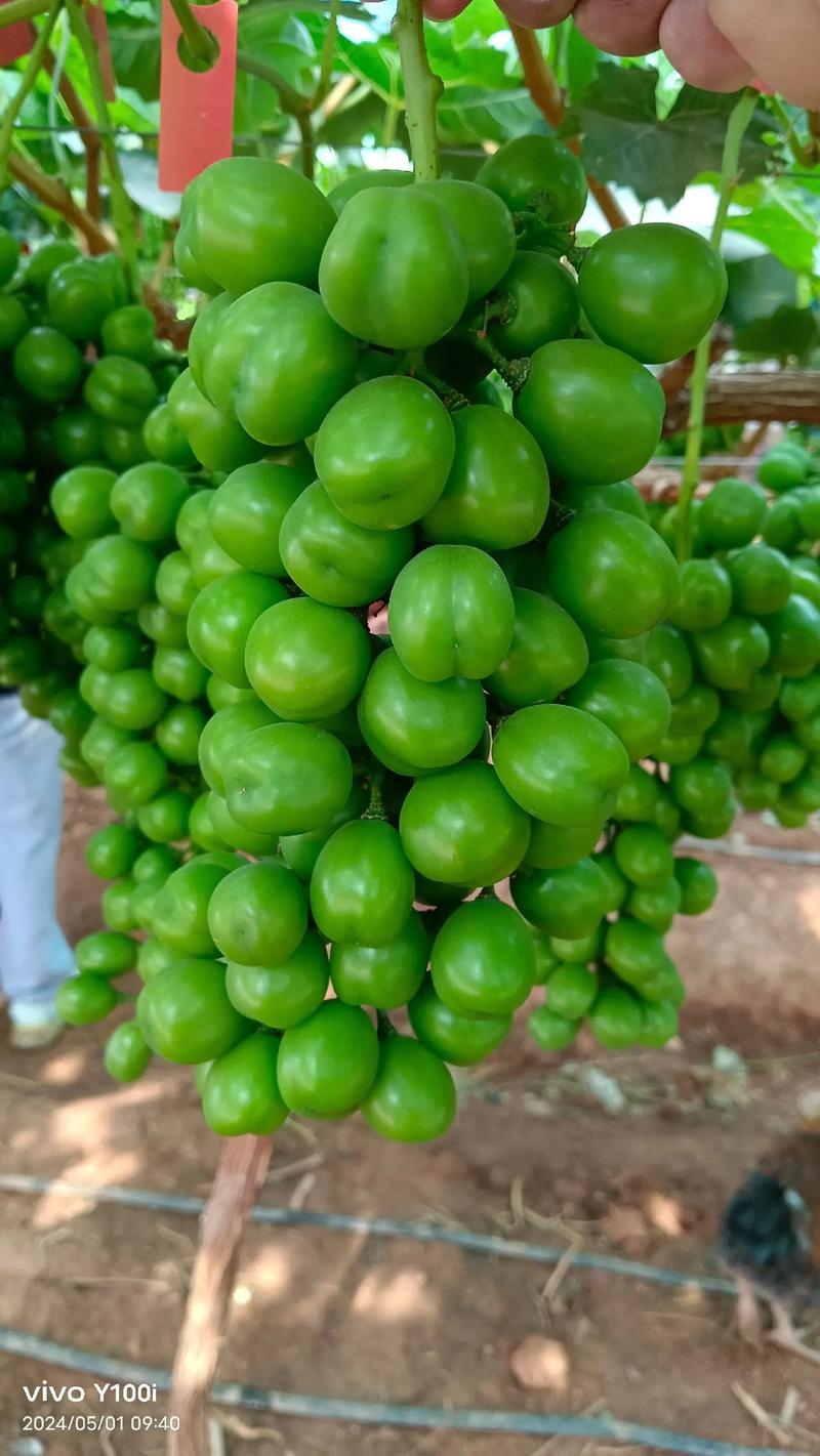 先正達(dá)集團(tuán)中國(guó) 優(yōu)質(zhì)農(nóng)資肥料熱銷，助力現(xiàn)代農(nóng)業(yè)騰飛