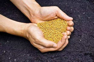 如何科學(xué)施肥，有效提升化肥利用率